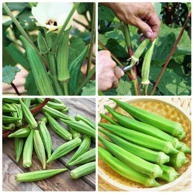 HẠT GIỐNG ĐẬU BẮP XANH CAO SẢN - HẠT GIỐNG NÔNG NGHIỆP I