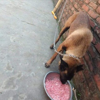 Cám Hấp Thụ cho cún mèo