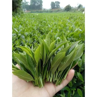 👉🏻Đặc sản CHÈ SẠCH Thái Nguyên. (HOA SÓI)