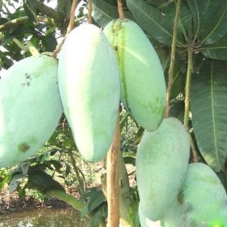 Cây xoài đài loan