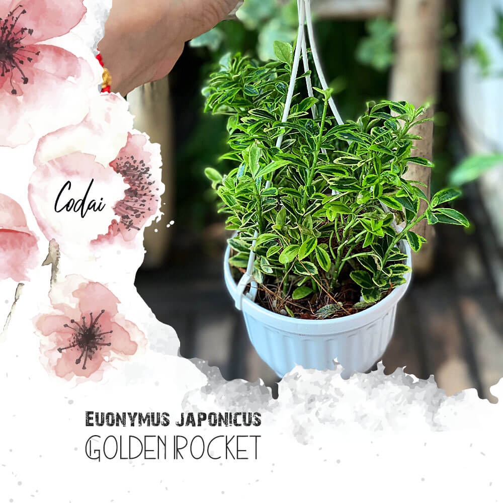 Cây Euonymus japonicus ‘Golden Rocket’ (Đông Thanh Vệ Mâu) chậu treo bí ngô