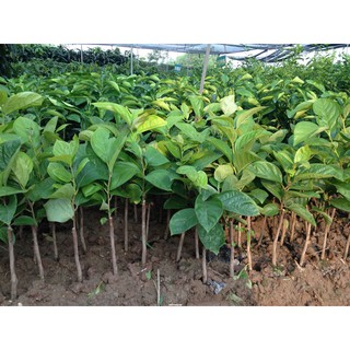 CÂY GIỐNG HỒNG DÒN