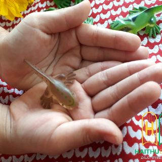 ĐỒ CHƠI MÔ HÌNH VÒNG ĐỜI ẾCH (Kèm hướng dẫn chi tiết)