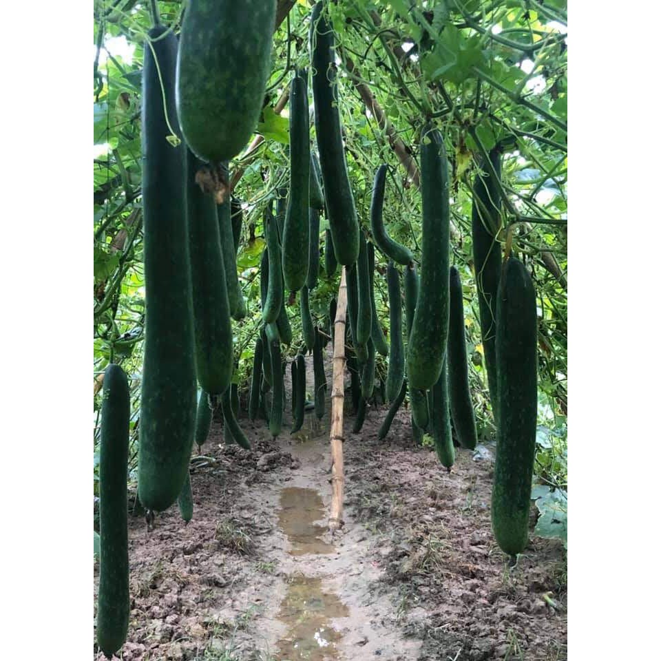 HẠT GIỐNG BÍ XANH SẶT