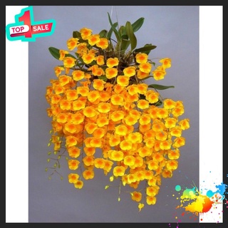 🍀BAO CHẤT🍀Hoa Lan vẩy rồng đang nụ (bảng sẵn treo giá rẻ)