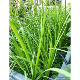Hạt giống hẹ lá - gói 1 gram