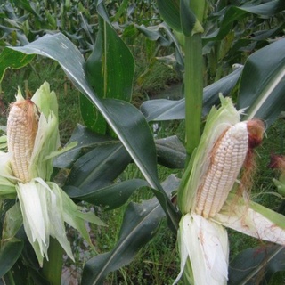Hạt giống ngô nếp