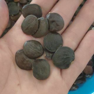 5 hạt giống hoa tử đằng