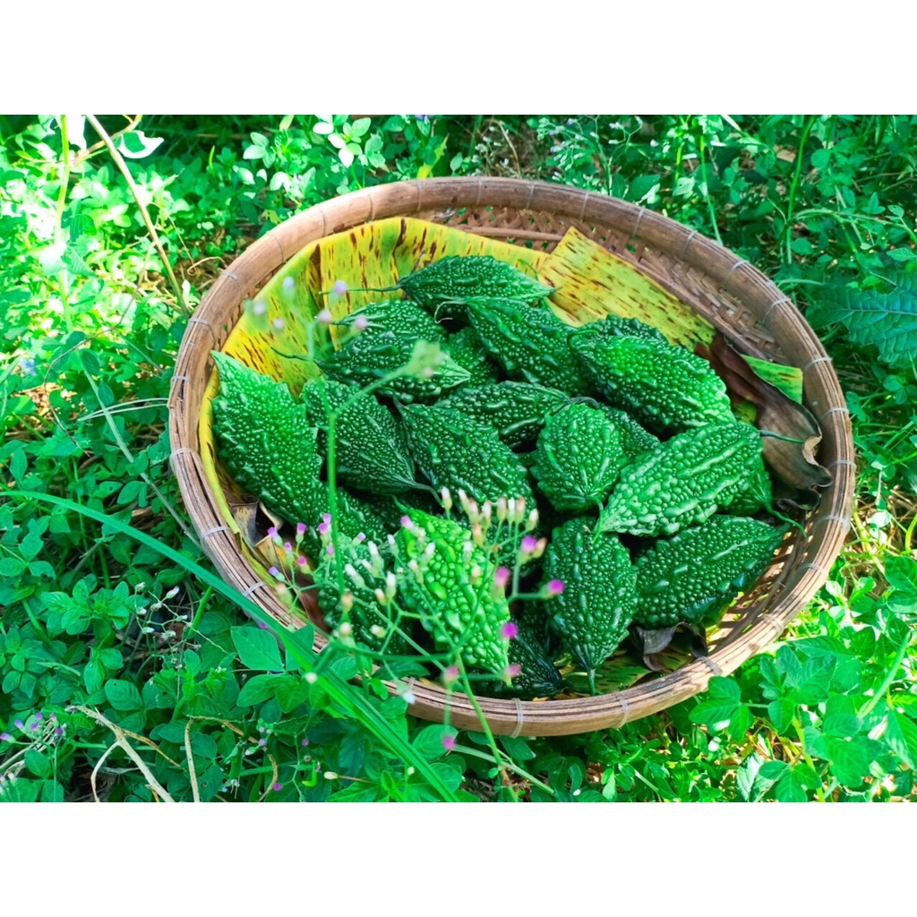 Khổ qua rừng Rd (1g)