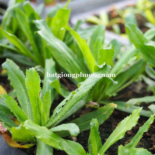 GÓI 50 HẠT GIỐNG RAU MÙI TÀU luckyseed hạt siêu rẻ