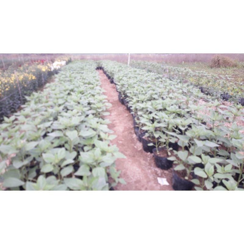 500g Hạt giống hoa hướng dương