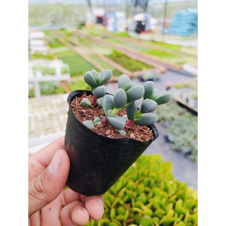 SEN ĐÁ TIM ĐÀ LẠT SIZE BÉ, SIÊU KHOẺ ĐẸP, THUẦN MỌI KHÍ HẬU, HƯ 1 ĐỔI 1