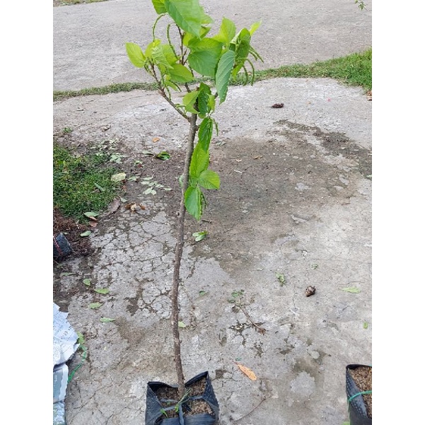 Dâu đài loan trái dài