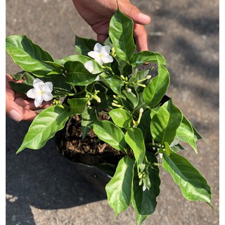 Chậu cây Lài Tây