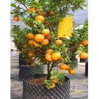 Cây giống quýt hồng