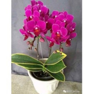 Hồ điệp lá biên đang nụ hoa