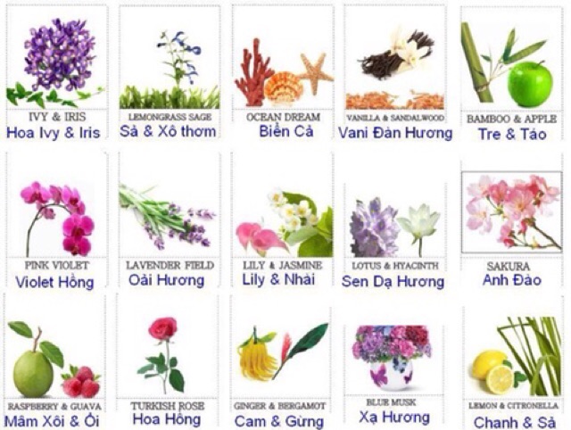 Bán sỉ tinh dầu thiên nhiên eyun aroma