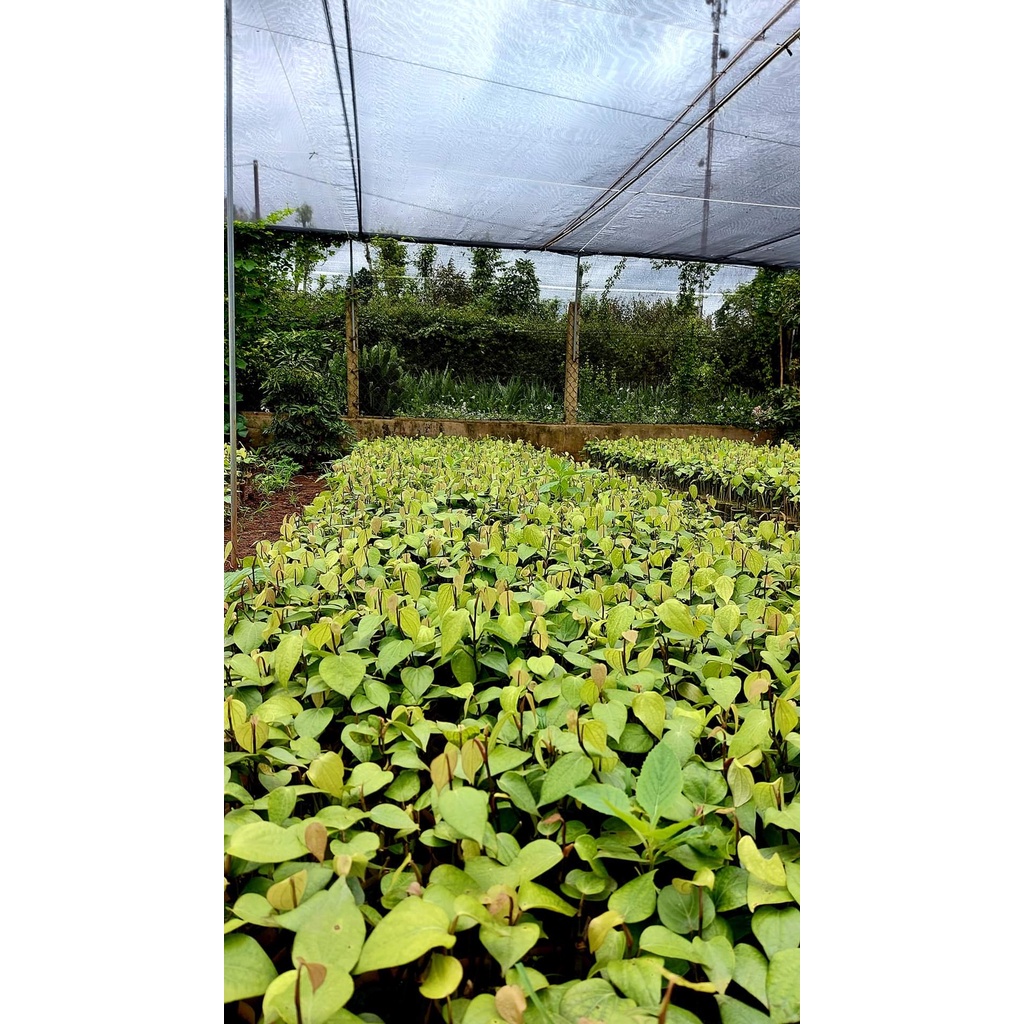 Tiêu giống Ăn Hạt