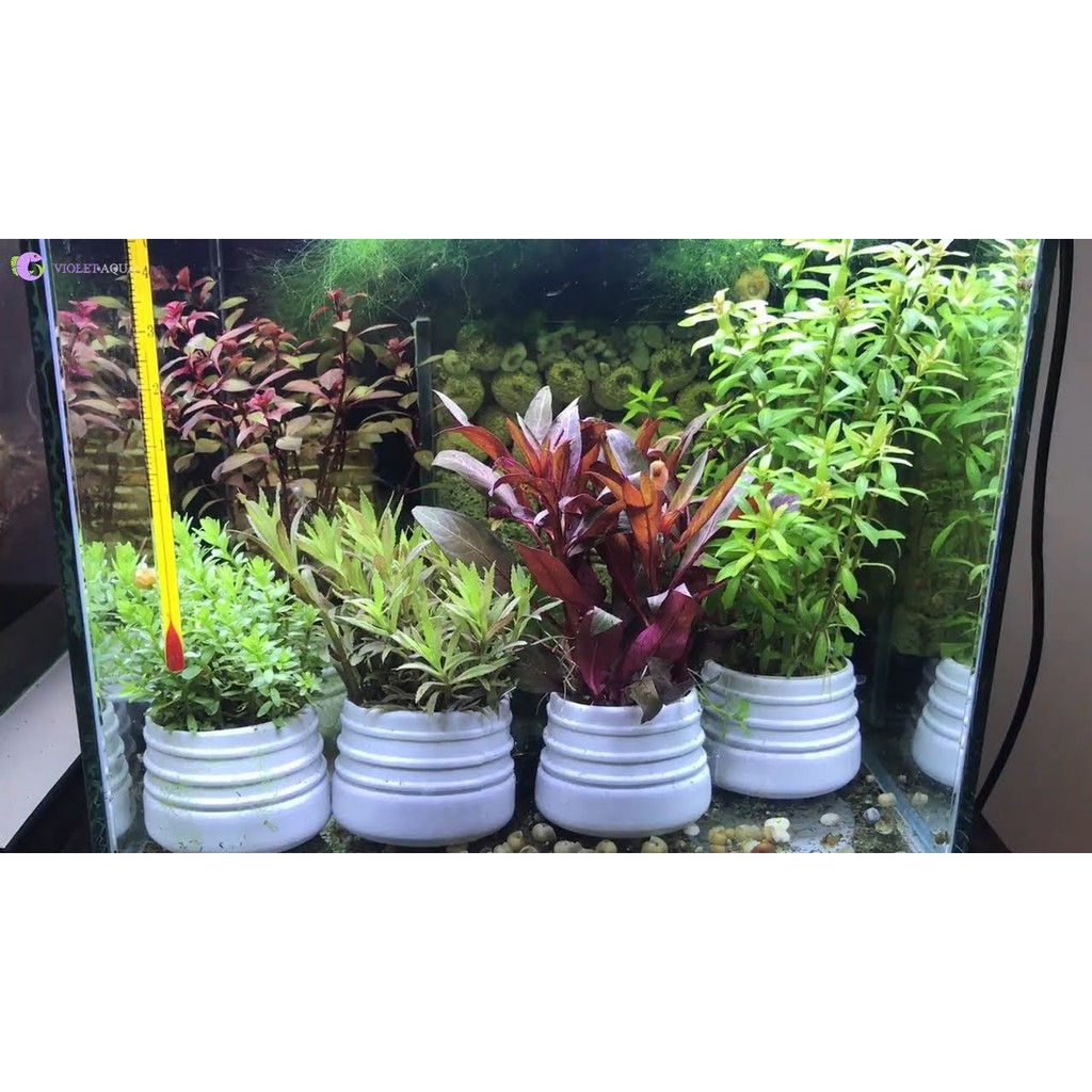 HẠT GIỐNG CÂY THỦY SINH MIX - 100 Hạt/ gói