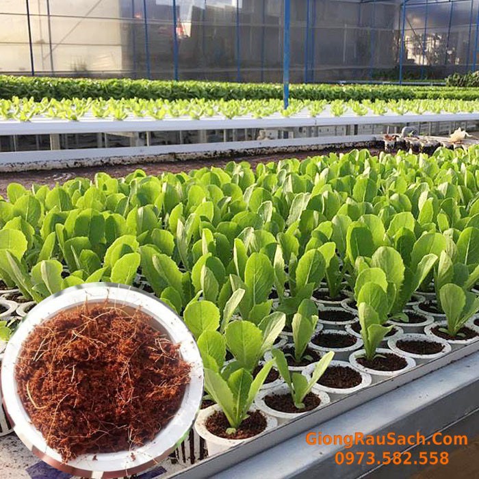 2 Đất nén hữu cơ mụn sơ dừa bánh lớn đã xử lý dùng trồng rau, trộn đất trồng cây