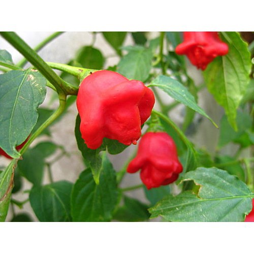 30 Hạt giống ớt hoa hồng KHUYẾN MẠI SHOP MỚI HẠ GIÁ SỈ
