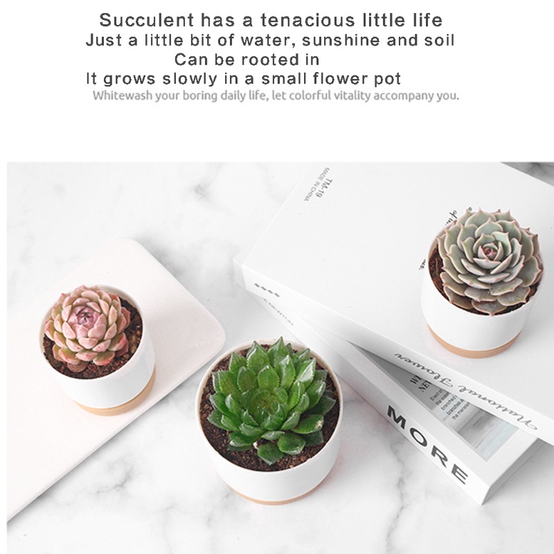 Chậu Trồng Cây Mọng Nước Bằng Nhựa Giả Gốm Sứ Cỡ Lớn / Nhỏ Độ Bền Cao