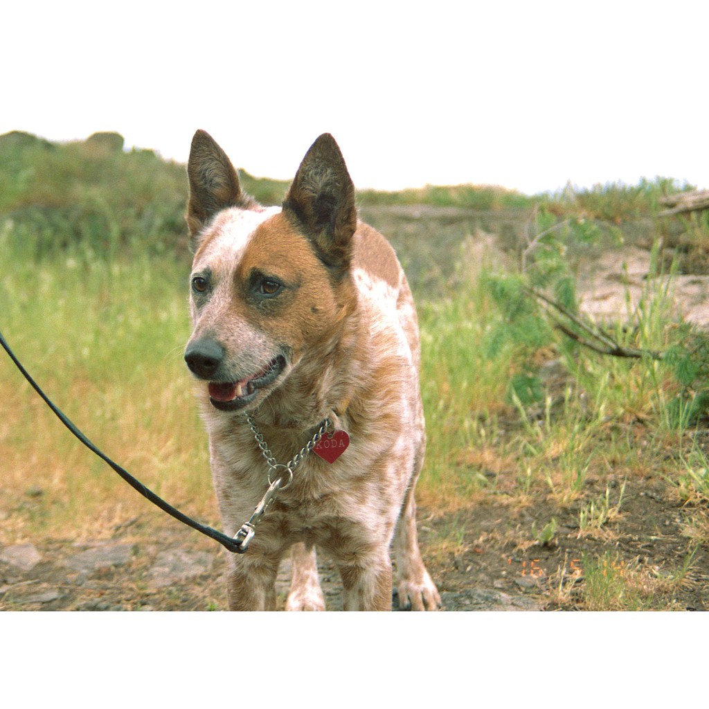 Ống kính máy ảnh Minolta Maxxum 35-80mm f4-5.6 AF Sony A  - 17914