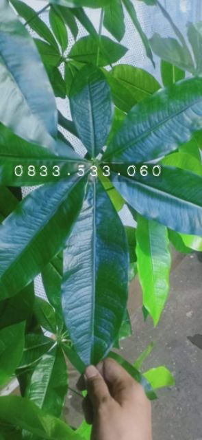 Cây kim ngân kim tiền cao 1m5 - Cây giả trang trí nhà cửa, văn phòng, decor
