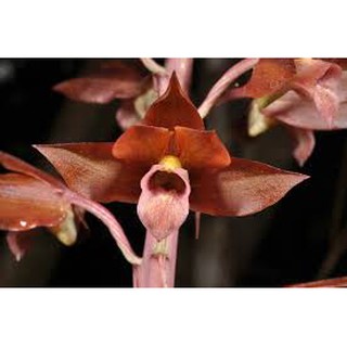 địa lan luân đỏ tứ sắc