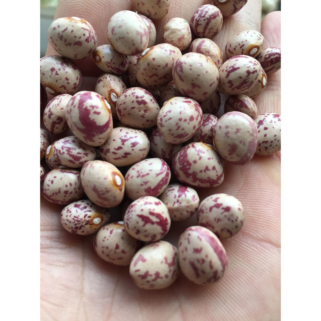 Đỗ Cúc - Đậu Cúc (0.5kg)