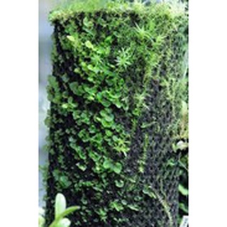 Vải giữ ẩm cho bán cạn, terrarium.