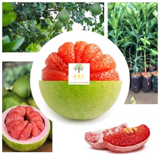 Cây giống Bưởi Ruby Ruột Đỏ - 🍐Bưởi Ruột Đỏ Thái Lan_🍐Cây giống ghép bo nhanh cho trái, chuẩn giống🍐