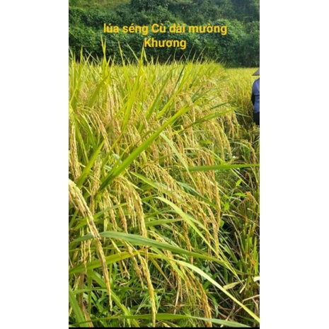 Gạo Sen cù Mường Khương 5kg- Đặc sản Tây Bắc