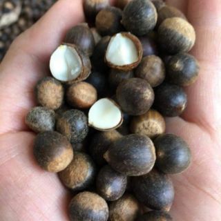 1kg HẠT DẺ RỪNG ĐIỆN BIÊN