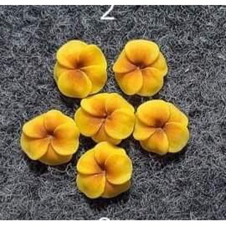 hoa đậu - hoa bột