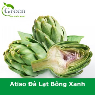 Hạt Giống Atiso Đà Lạt Bông Xanh Bông Lớn Tròn Đều
