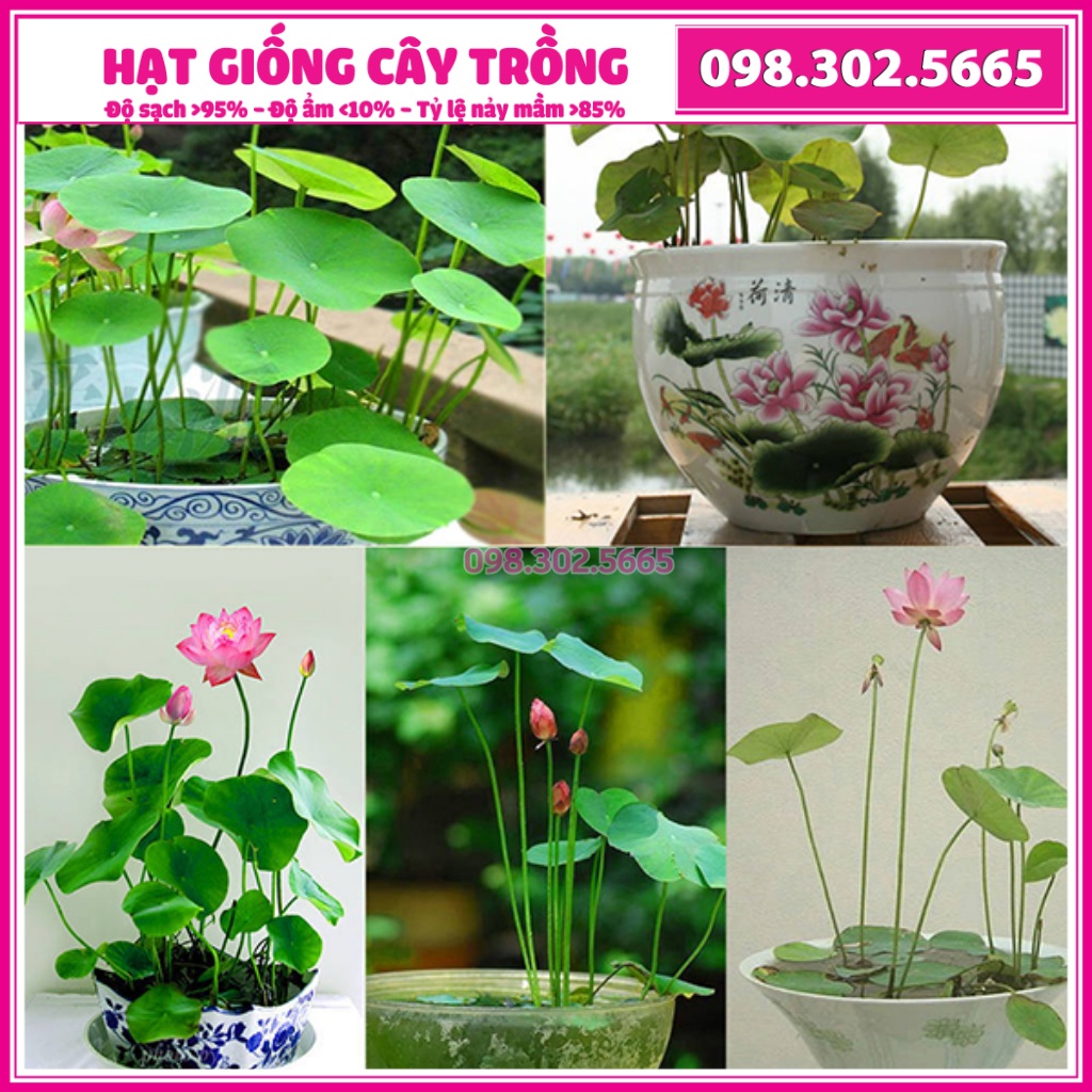 Hạt giống hoa sen Nhật mini nhiều màu - túi 5 hạt - nảy mầm tốt, chất lượng cao