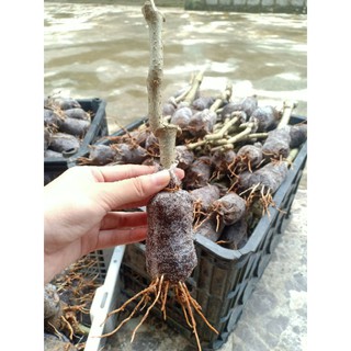 Combo 20 cây giống chè khổng lồ dùng trong chăn nuôi