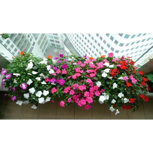 Hạt giống hoa dừa cạn rũ F1 - Vinca Pink F1