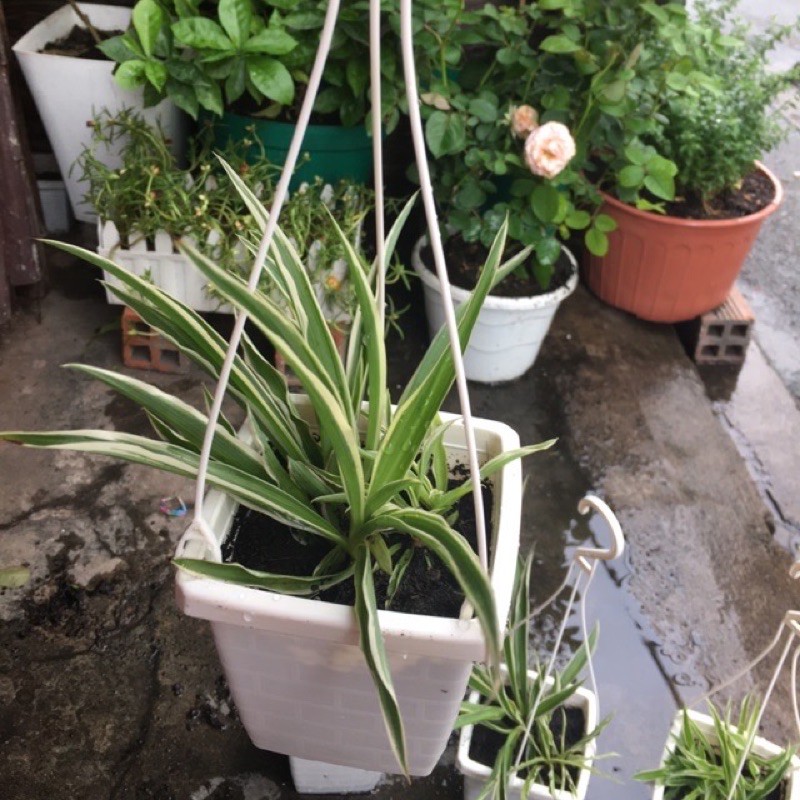 Chậu Cây Dây Nhện mini