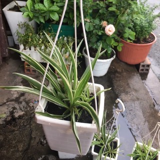 Chậu Cây Dây Nhện mini