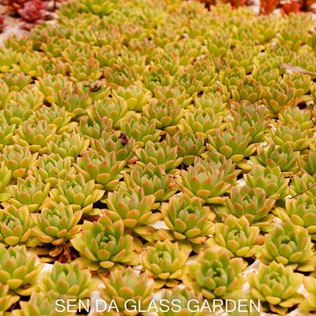 Set 5 cây Sen đá mặt trời cam GLASS GARDEN size mini 2-3cm, Hàng Đà Lạt, lỗi 1 đổi 1