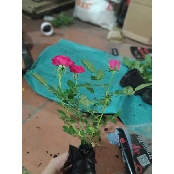cây giống hoa hồng ngoại đang hoa và nụ