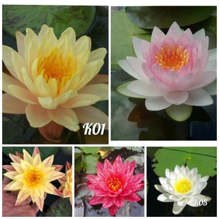 Set 5 cây hoa súng thái kép 5 màu