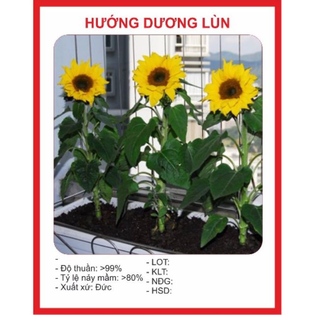 Hạt Giống Hoa Hướng Dương Lùn 20 Hạt