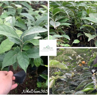 Cây giống nhót ngọt có sẵn (ảnh thật cây giống tại vườn)