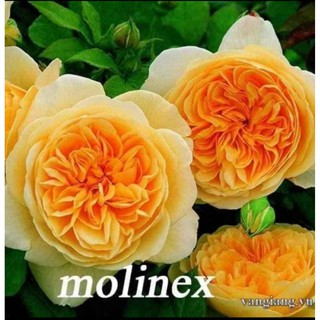 Cành Chiết Hoa Hồng Ngoại Molinnex (Giống Hoa Hồng)