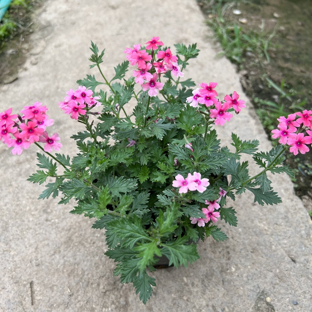 Cây hoa cúc indo cao 12cm, nở quanh năm và tỏa hương thơm dễ chịu, cây hoa trang trí sân vườn, ban công