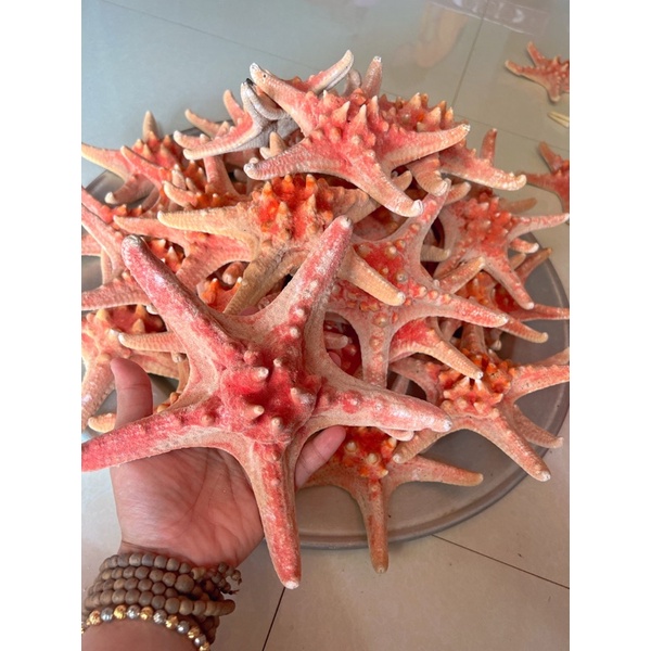 1 Sao Biển Đỏ size To như hình