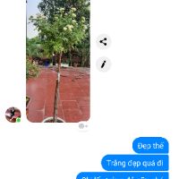Cây hoa hồng thân gỗ